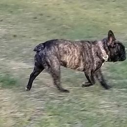 English Bulldog and French Bulldog All Grown Up from Blue Rover Bullies