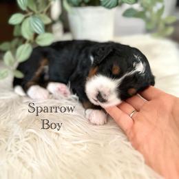 Sparrow - Tri-color male Bernedoodle puppy in Waco, Texas from Blessings Pups Doodles