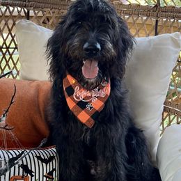 Sebastian - Black Goldendoodle puppy in Tennessee from Middle Tennessee Golden Doodles