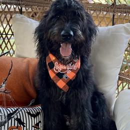 Sebastian - Black Goldendoodle puppy in Tennessee from Middle Tennessee Golden Doodles