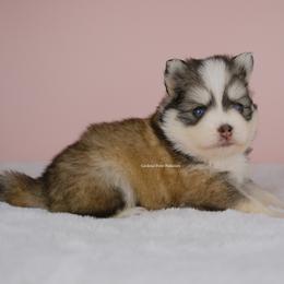Hayden - Gray and white male Pomsky puppy in Loxahatchee, Florida from Cardinal Point Pomskies