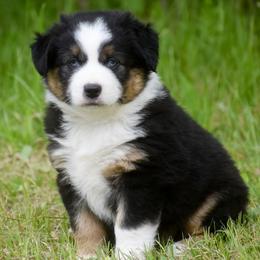 Moxy - Black tri female Miniature Australian Shepherd puppy in Akeley, Minnesota from Rustic Original Aussies