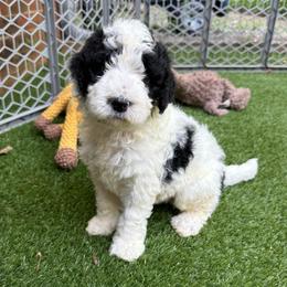 Banshee - Black and white male Bernedoodle puppy in Williamston, South Carolina from Sassy Bob’s Dogs