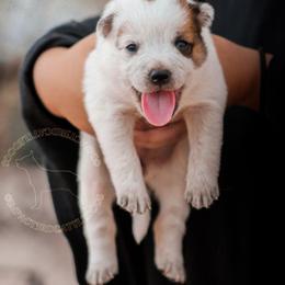 Madoka - Red speckled female Australian Cattle Dog puppy in Marana, Arizona from Impact 3rd Australian Cattle Dogs