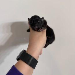 Anakoa - Black and tan female Companion Cross puppy in Willow Spring, North Carolina from GTBBF Pomeranians