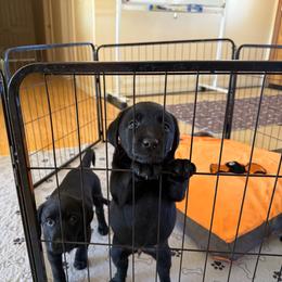 Black boy - Black male Labrador Retriever puppy in Ranchita, California from Pacific Crest Labradors