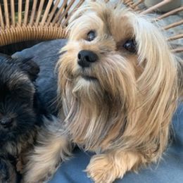 Yorkshire Terriers from Penn's Pups