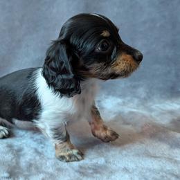 Girl 2 - Piebald female Dachshund puppy in Battle Ground, Washington from Ferguson's Bulldogs