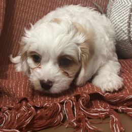 Bart - Cavapoo puppy from Purser Puppy Patch