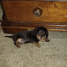 Dachshund Puppies from CLARK'S BREEDING PROGRAM
