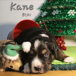 Boy 1 - Black tri male Miniature Australian Shepherd puppy in Elgin, Oregon from LongMile Aussies