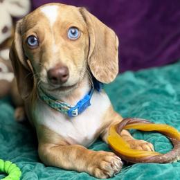 Maxxy - Red male Dachshund puppy in Dayton, Ohio from LUXEYPUPS
