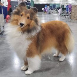 Shetland Sheepdogs from Pixie Isle Shetland Sheepdogs