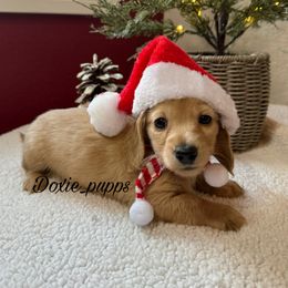 Girl 2 - Cream female Dachshund puppy in Perris, California from Doxie_pupps