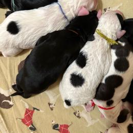 Barq - Black and white male Portuguese Water Dog puppy in Weston, Idaho from Gro-T Kennels