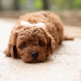 Jules - Red  female Goldendoodle puppy in Winter Springs, Florida from Lucky Heart TeddyBear Goldendoodles