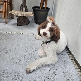 Bridget - Poodle