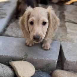 Dachshund Puppies from Delta Dachshunds