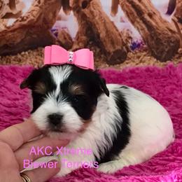Girl 1 - Black tan and white female Biewer Terrier puppy in Jonestown, Pennsylvania from AKC Xtreme Biewer Terriers...