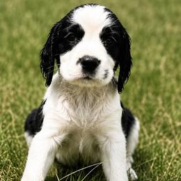 East - Black and white female English Springer Spaniel puppy in Fort White, Florida from Thunderbird Springers