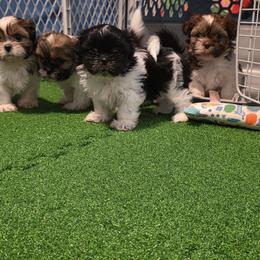 Girl Two - Black and white female Shih Tzu puppy in New Bern, North Carolina from Kuddly Creatures