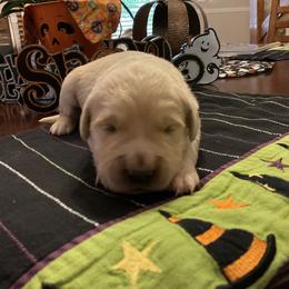 Golden Retriever Puppies from Tupelo Honey Farm's Golden Retrievers