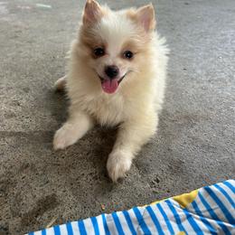 Mercedes - Cream parti female Pomeranian puppy in Clinton, Tennessee from Liza’s Aussies & Poms