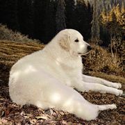 Kuvasz and Pumi All Grown Up from Ederra (Kuvasz and Pumi)