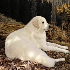 Kuvasz and Pumi All Grown Up from Ederra (Kuvasz and Pumi)