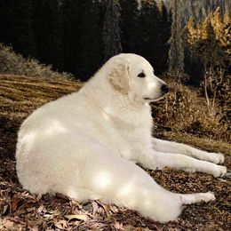 Kuvasz and Pumi All Grown Up from Ederra (Kuvasz and Pumi)