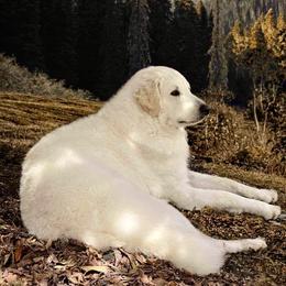 Kuvasz and Pumi All Grown Up from Ederra (Kuvasz and Pumi)