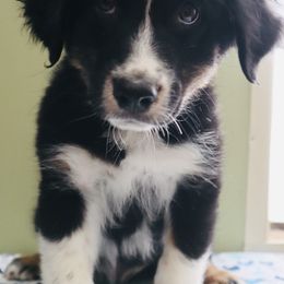 Trout - Australian Shepherd puppy in Grant County, Indiana from Massey Creek Kennels