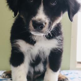 Trout - Australian Shepherd puppy in Grant County, Indiana from Massey Creek Kennels