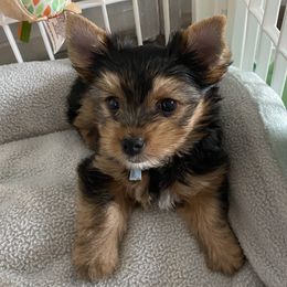 Boy 1 - Blue Collar - Black and tan Yorkshire Terrier puppy in Wesley Chapel, Florida from Stoneroad's Yorkies