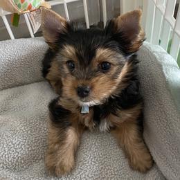 Boy 1 - Blue Collar - Black and tan Yorkshire Terrier puppy in Wesley Chapel, Florida from Stoneroad's Yorkies