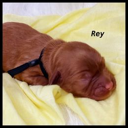 Girl 1 - Cavapoo puppy in Spokane, Washington from Treasured Cavaliers of the Pacific Northwest
