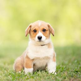 Brown collar Male- Teddy - Sable male Pembroke Welsh Corgi puppy in Waverly Hall, Georgia from 6g Ranch Corgis