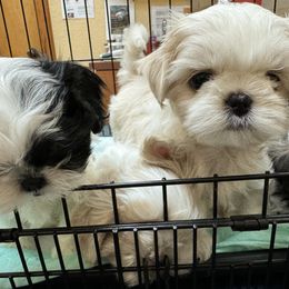 Shih Tzu Puppies from The Townsend Tzu