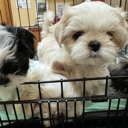 Shih Tzu Puppies from The Townsend Tzu