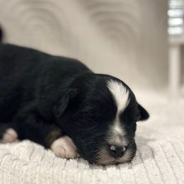 Luke - Black tri-color male Australian Shepherd puppy in Uvalda, Georgia from Happy Ours Australian Shepherds