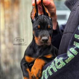 Boy 1 - Black and rust male Doberman Pinscher puppy in China Township, Michigan from Snell's Superior Kennel Dobermann & GSP