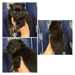 Girl 1 - Black and tan female Pomeranian puppy in Washington, North Carolina from Grace's Poms🐾💕