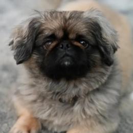 Ozzy - Pekingese