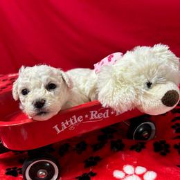 Roxy - yellow collar - White female Bichon Frise puppy in 63101 (St. Louis Metro Area), Missouri from BichonSTL