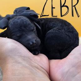 Zebra - Black female Poodle puppy in Springfield, Oregon from Valaurah Farms