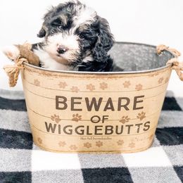 Bernedoodle Puppies from Blue Bell Bernedoodles