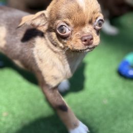 Olivia Merle - Merle female Chihuahua puppy in Brooklyn, New York from Cuties 4 You