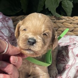 Girl 6 - female Irish Doodle puppy in Home, Pennsylvania from Plum Creek Acres Next Generation