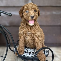 Goldendoodles from Narrow Path Homestead