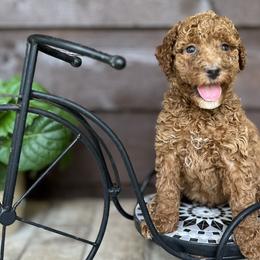 Goldendoodles from Narrow Path Homestead